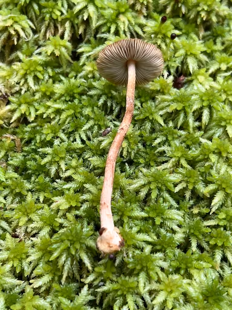 Inocybe à pied bulbeux, photo 3 sur 5