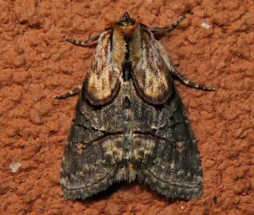 Oval Abrostola, Adulte