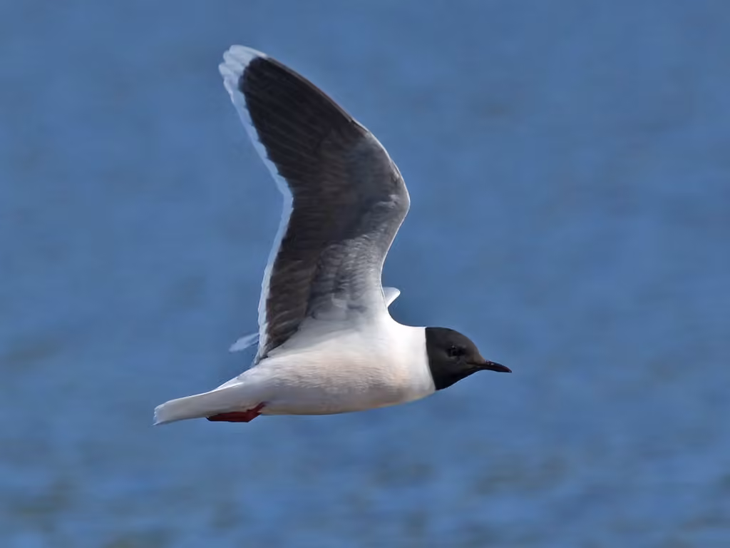 Mouette pygmée, photo 3 sur 5