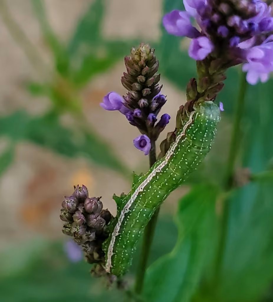 Verbena Moth, Chenille