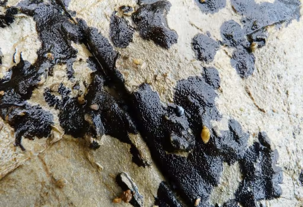 Black tar lichen, photo 1 of 5
