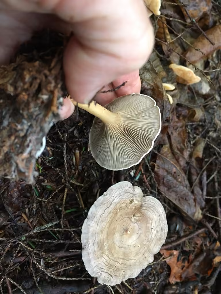 Entolome élégant, photo 3 sur 5