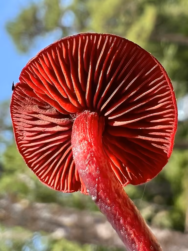 Bloodred Webcap, photo 2 of 5
