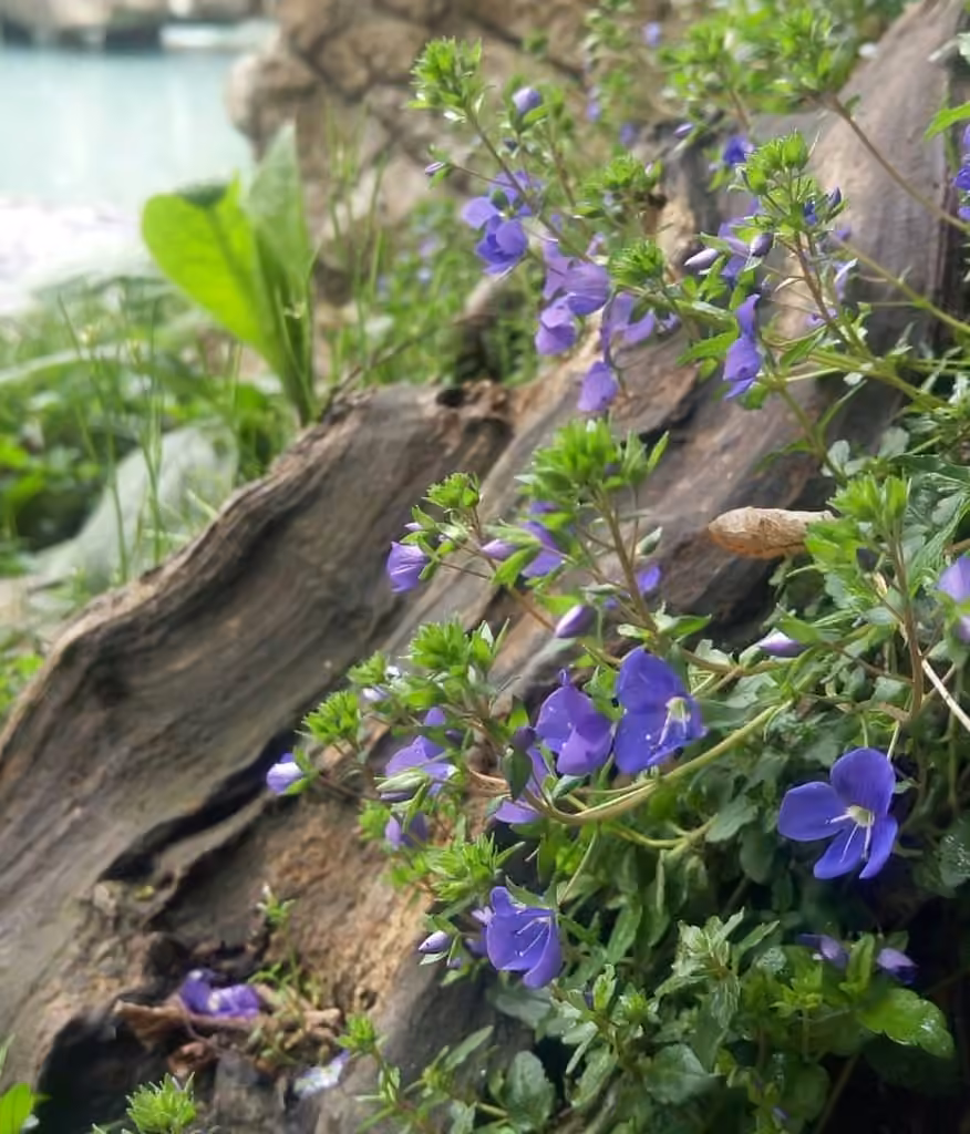 Creeping Speedwell, photo 1 sur 5