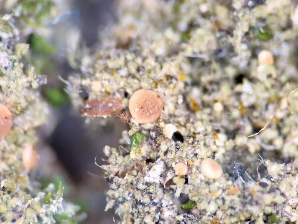 Mycobilimbia carneoalbida