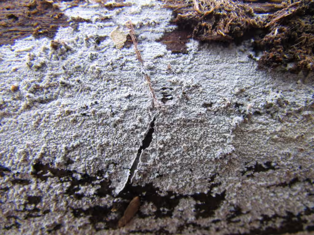 Athelia fungus