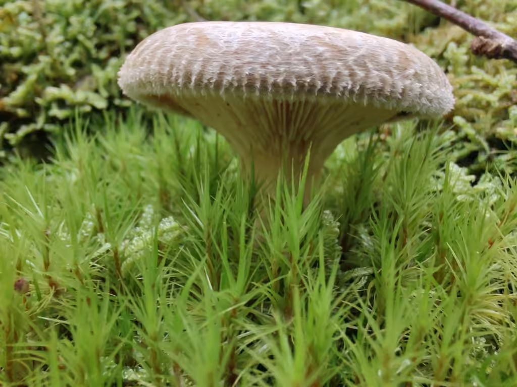 Paxille enroulé, photo 2 sur 5