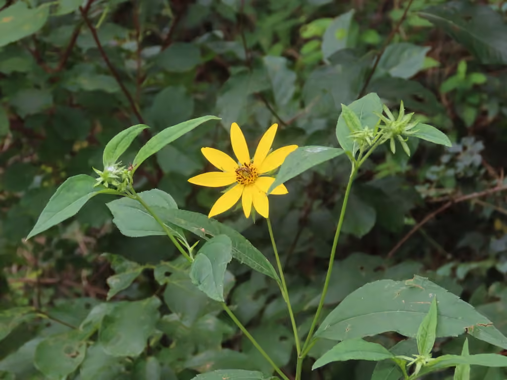 Thinleaf sunflower, In flower