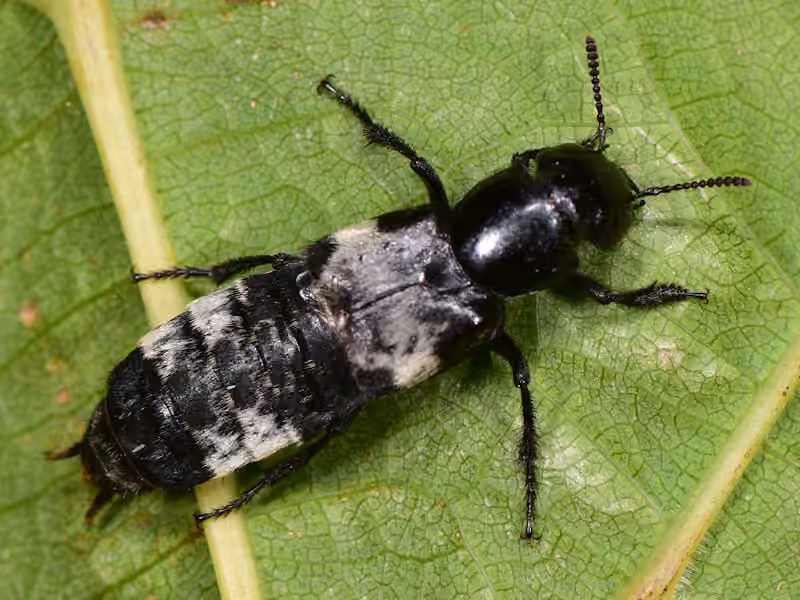 hairy rove beetle, photo 2 of 5