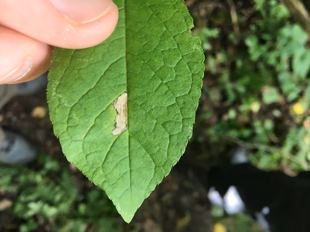 Rhopobota finitimana, Leaf mine
