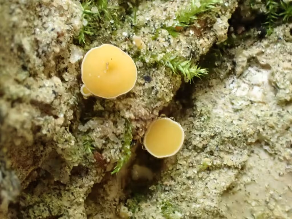 Lachnum pygmaeum, photo 3 sur 5