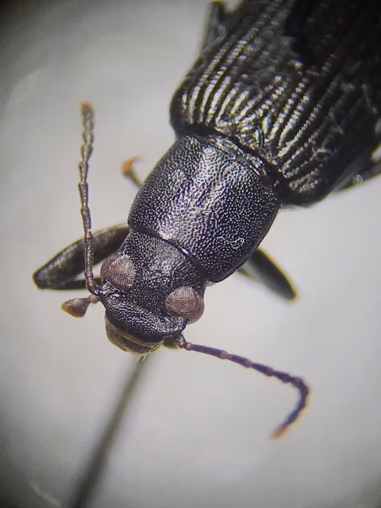 Narrow-necked Strongylium, photo 2 of 5