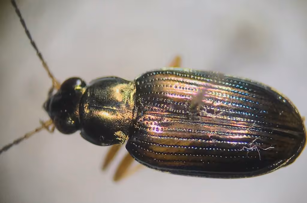 Confused Riverbank Ground Beetle, photo 2 of 5