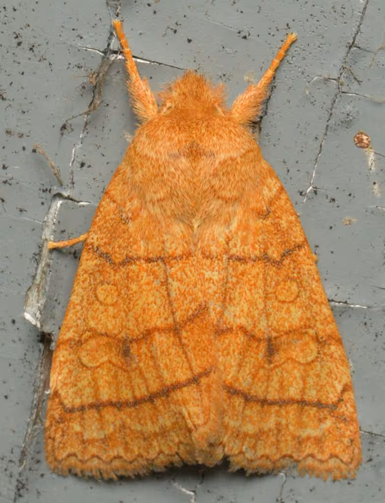 Mustard Sallow, photo 2 of 5