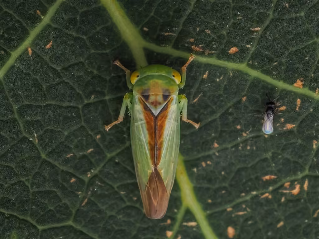 Populicerus suturalis, Adulte