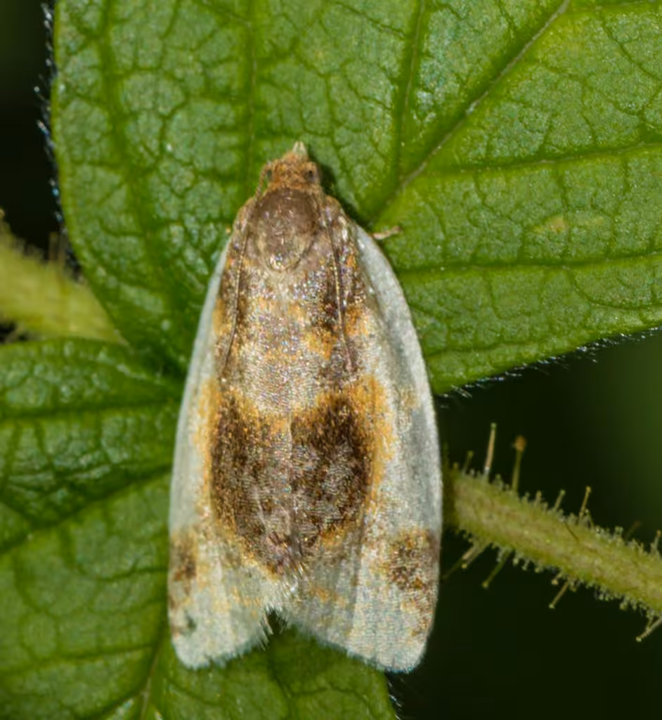 Black-patched Clepsis Moth, Adult