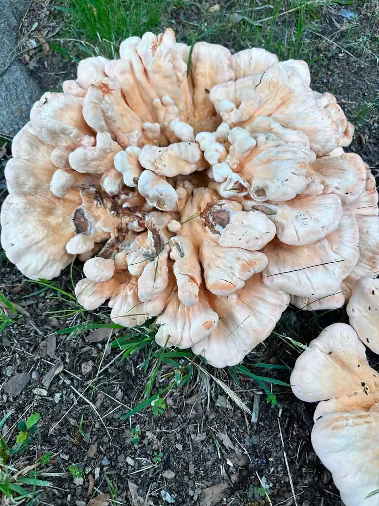 White-pored Chicken Of The Woods, photo 3 of 5