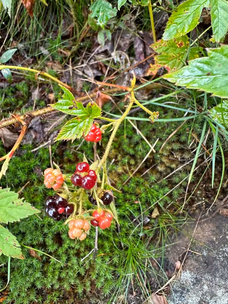 Setose blackberry, photo 1 of 5