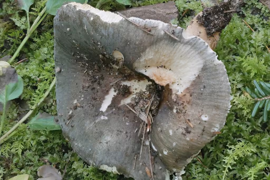 Russula brunneola, photo 3 of 5