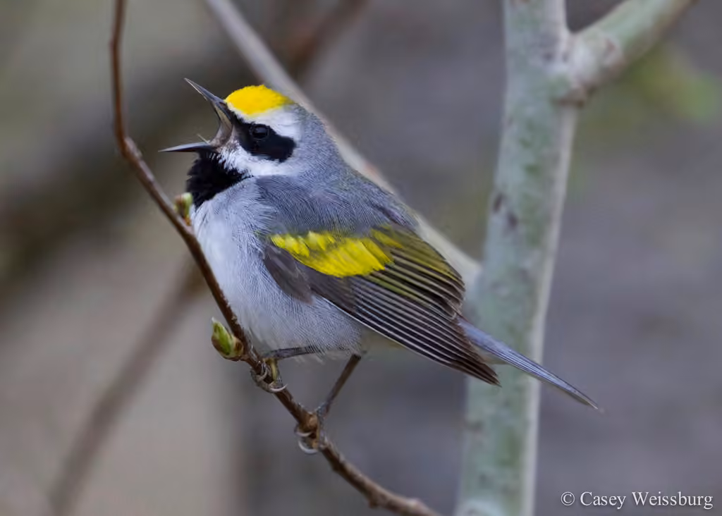 Golden-winged Warbler, photo 1 of 5