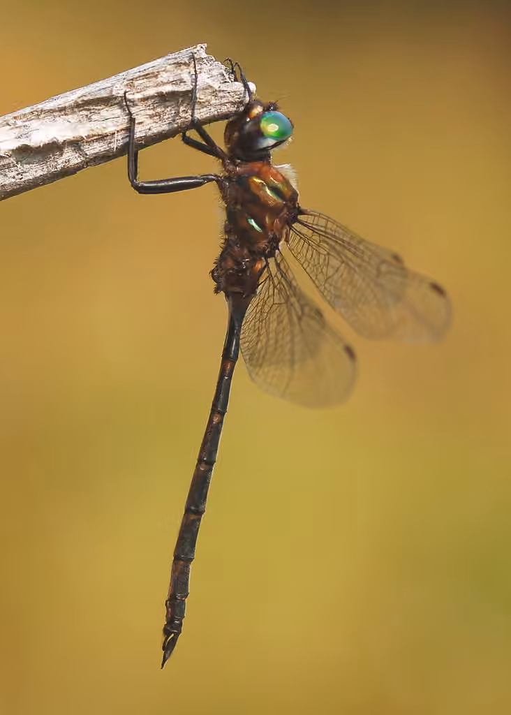 Incurvate Emerald, Male