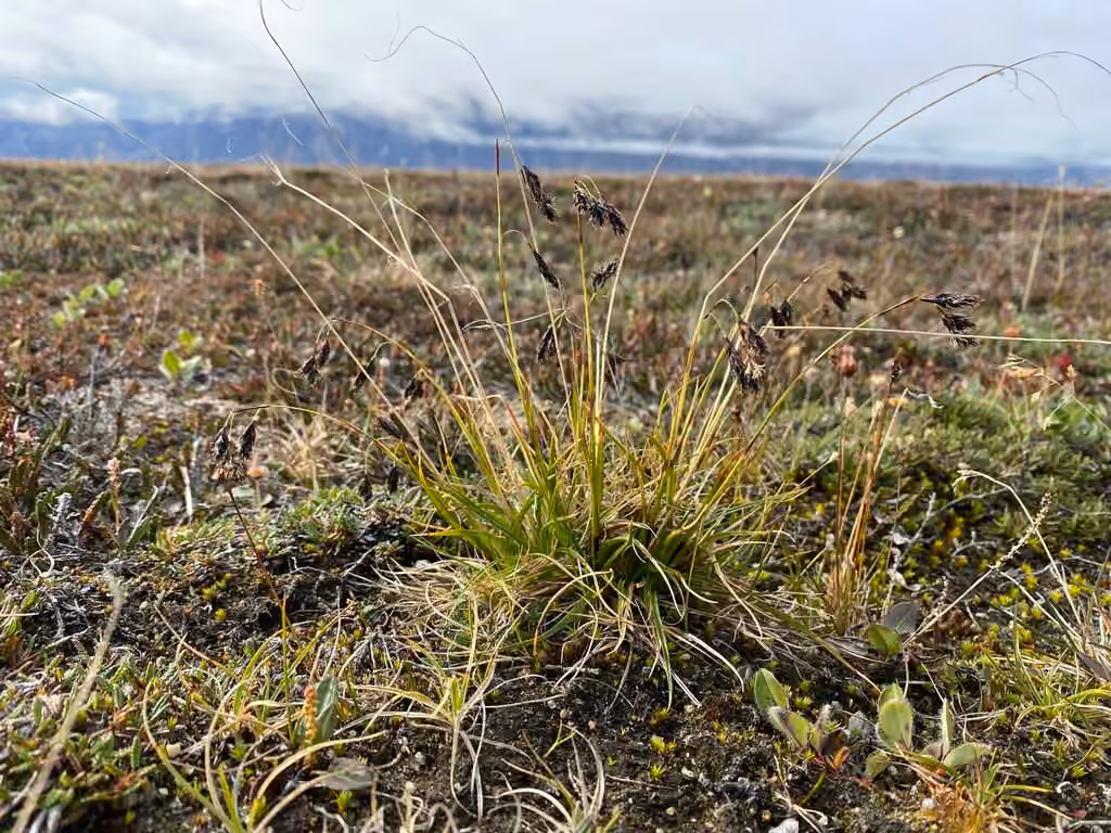 Carex fuligineux, En fleurs