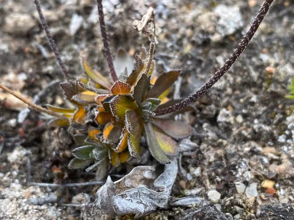 Smooth draba, In flower