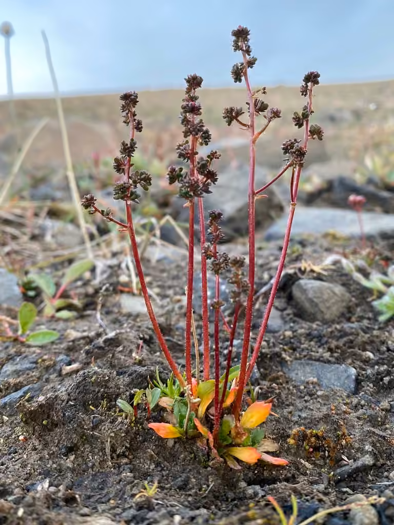 Leafystem saxifrage, photo 3 of 5