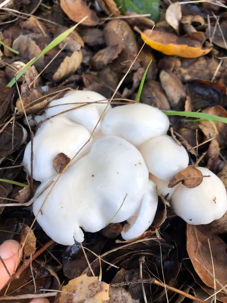 Hygrophore blanc d'ivoire, photo 2 sur 5