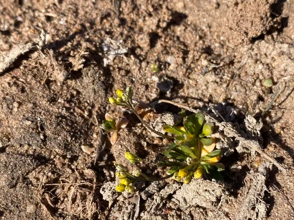 Rocky Mountain draba, In flower