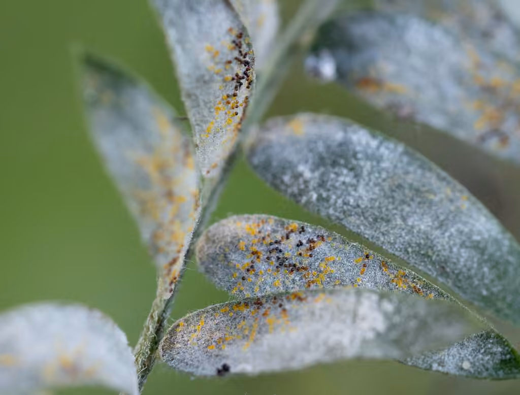 Erysiphe baeumleri, photo 1 sur 5