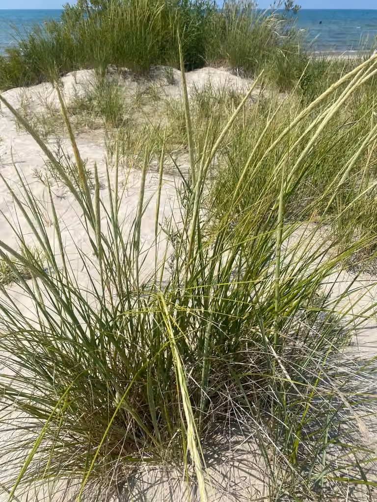 Marramgrass, Flower buds
