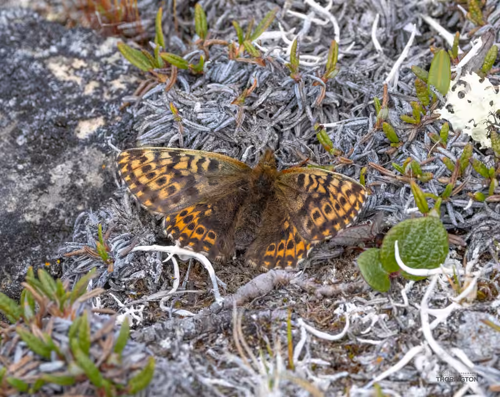 Polaris Fritillary, Female