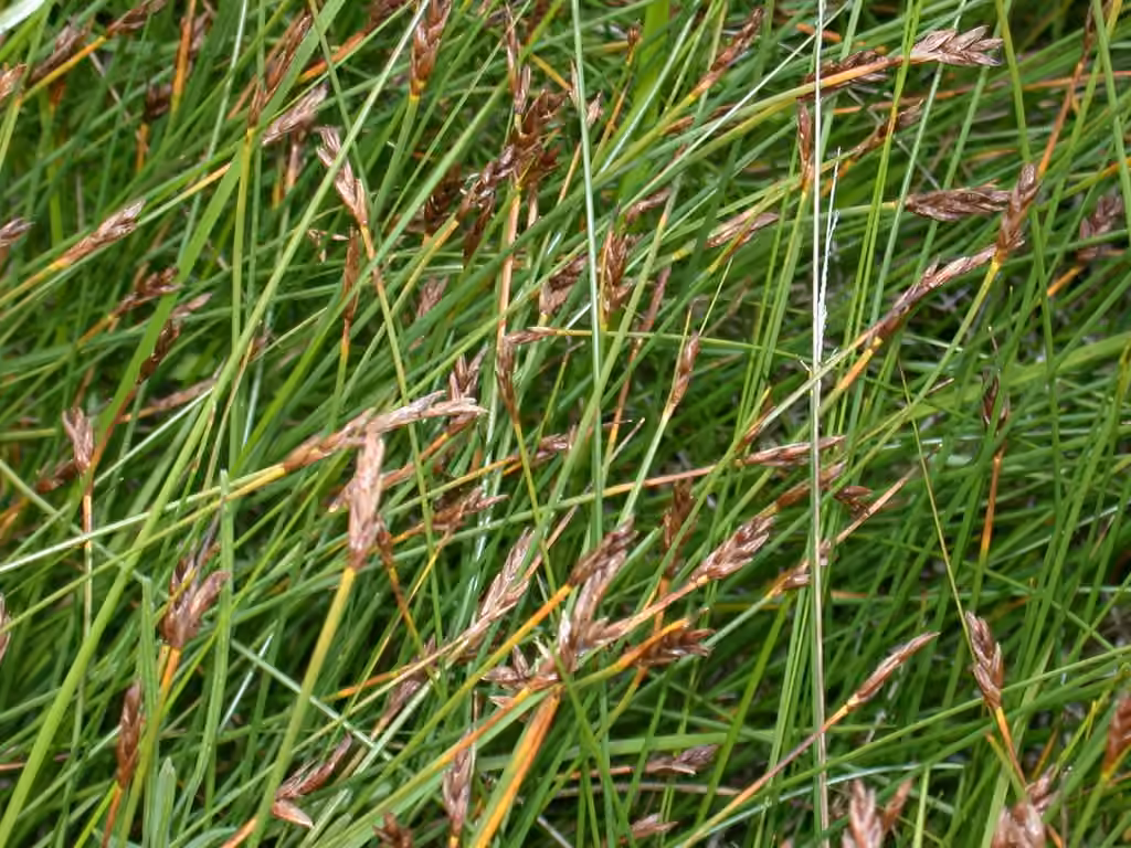 Red bulrush, photo 3 of 5