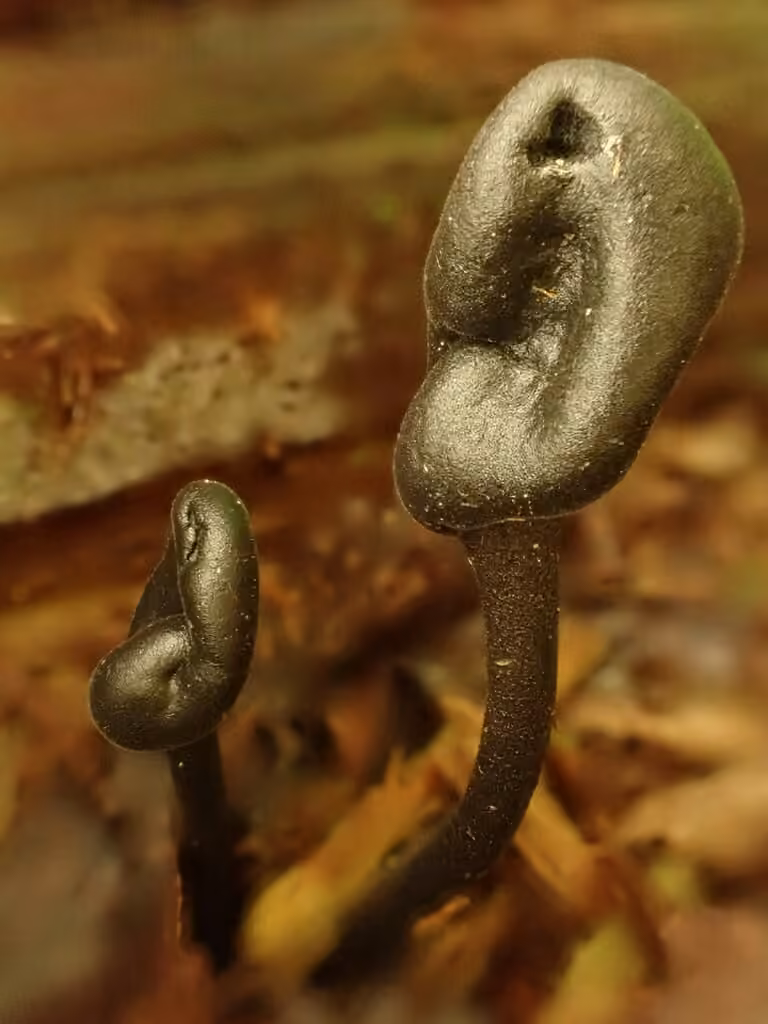 Trichoglossum variabile, photo 2 sur 5