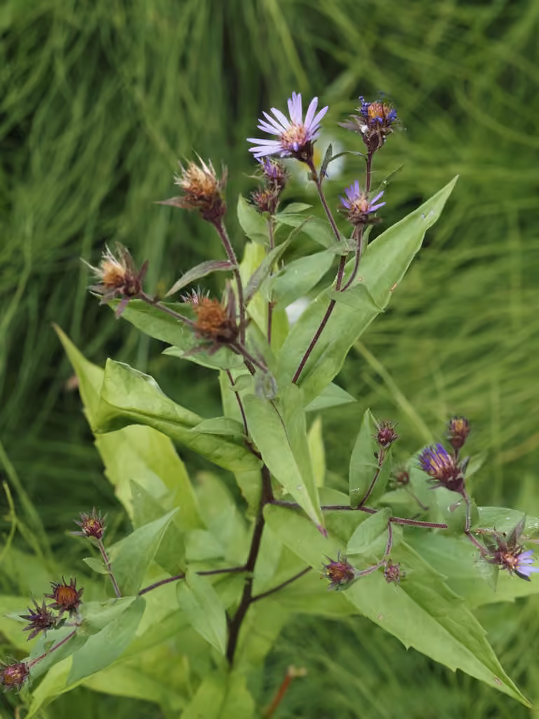 Giant mountain aster, In flower