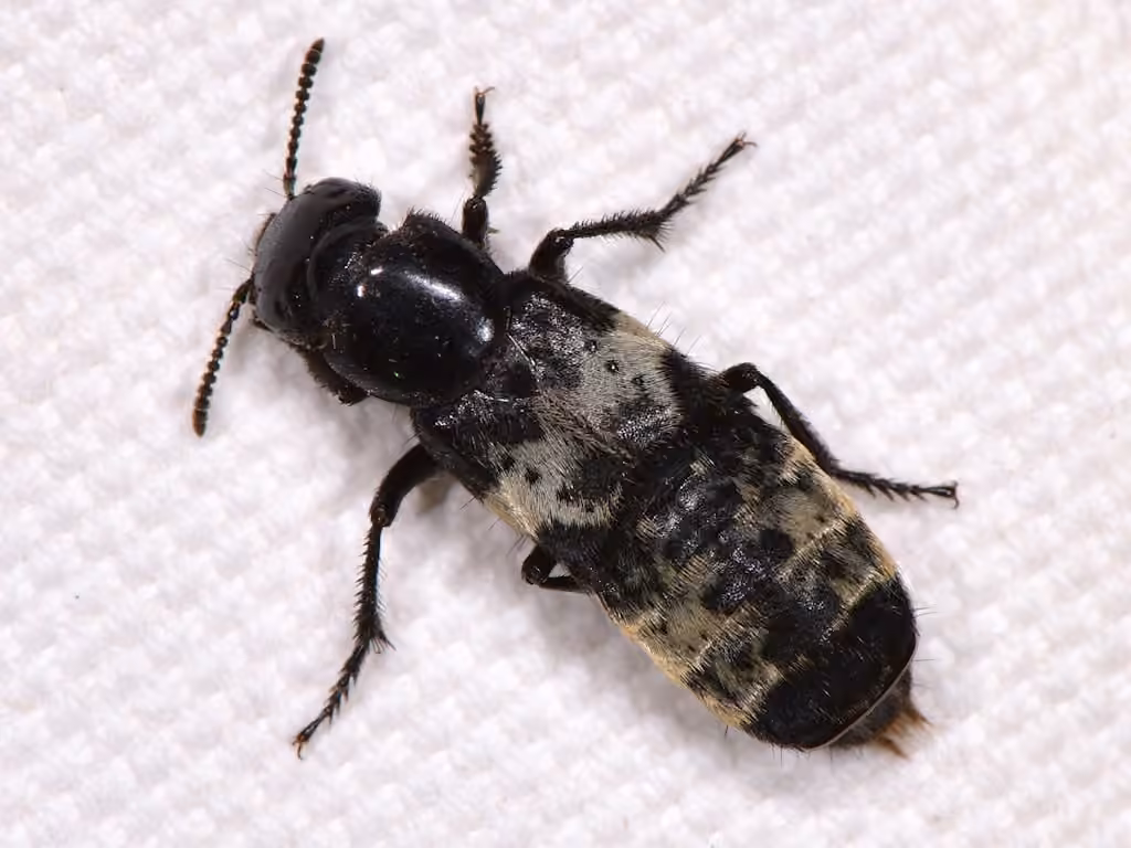 hairy rove beetle, photo 1 of 5