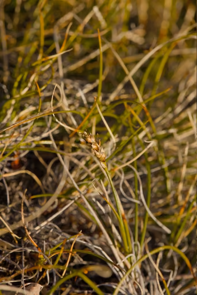 Carex queue-de-souris, En fruits