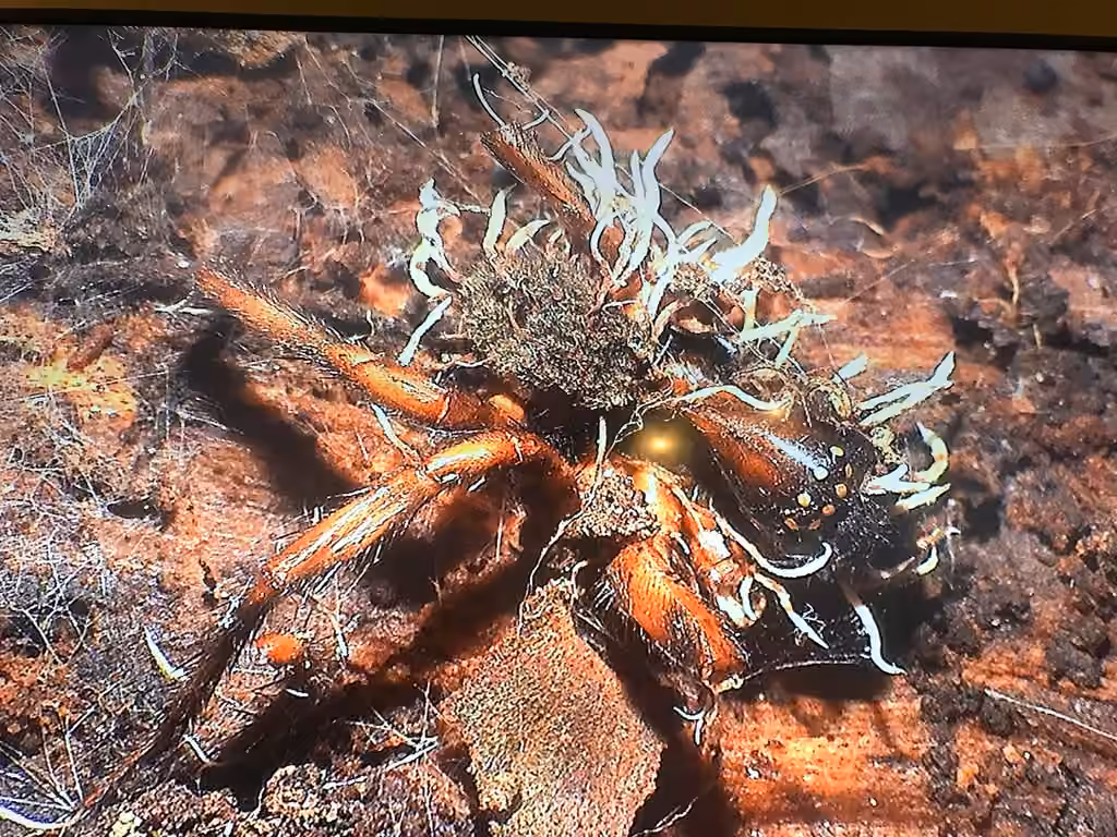 Akanthomyces aranearum, photo 2 sur 5