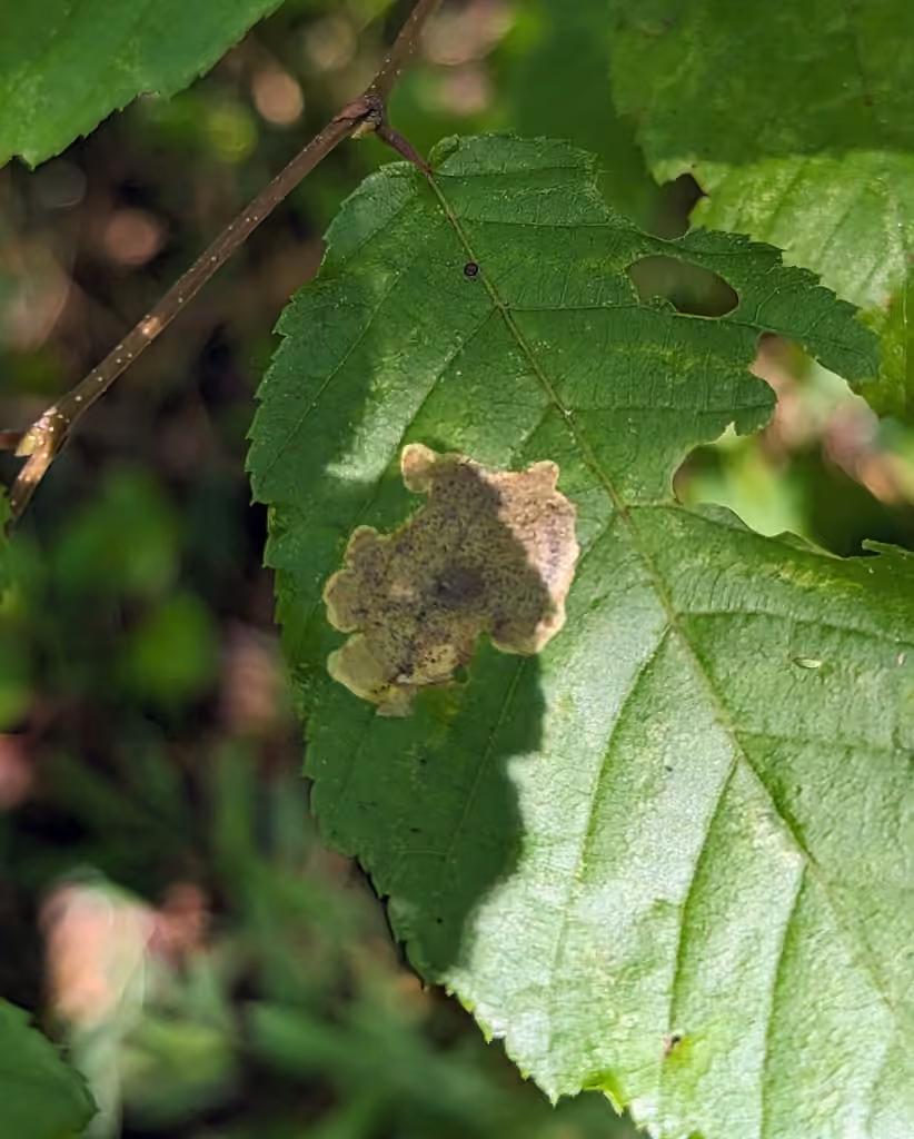 Elm Leafminer, Caterpillar