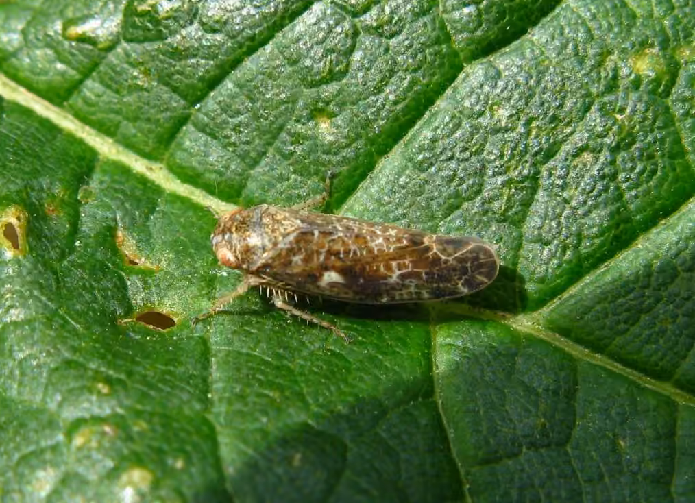 Allygidius atomarius, photo 1 sur 5