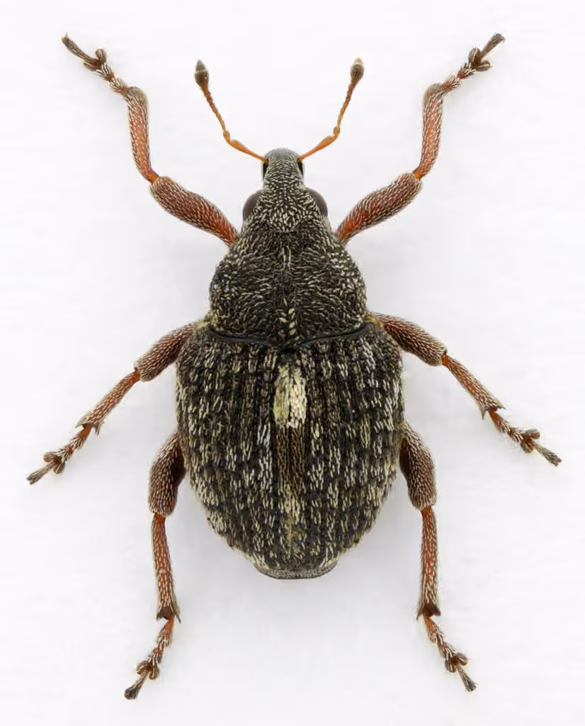 Dock Minute Seed Weevil, photo 2 of 5