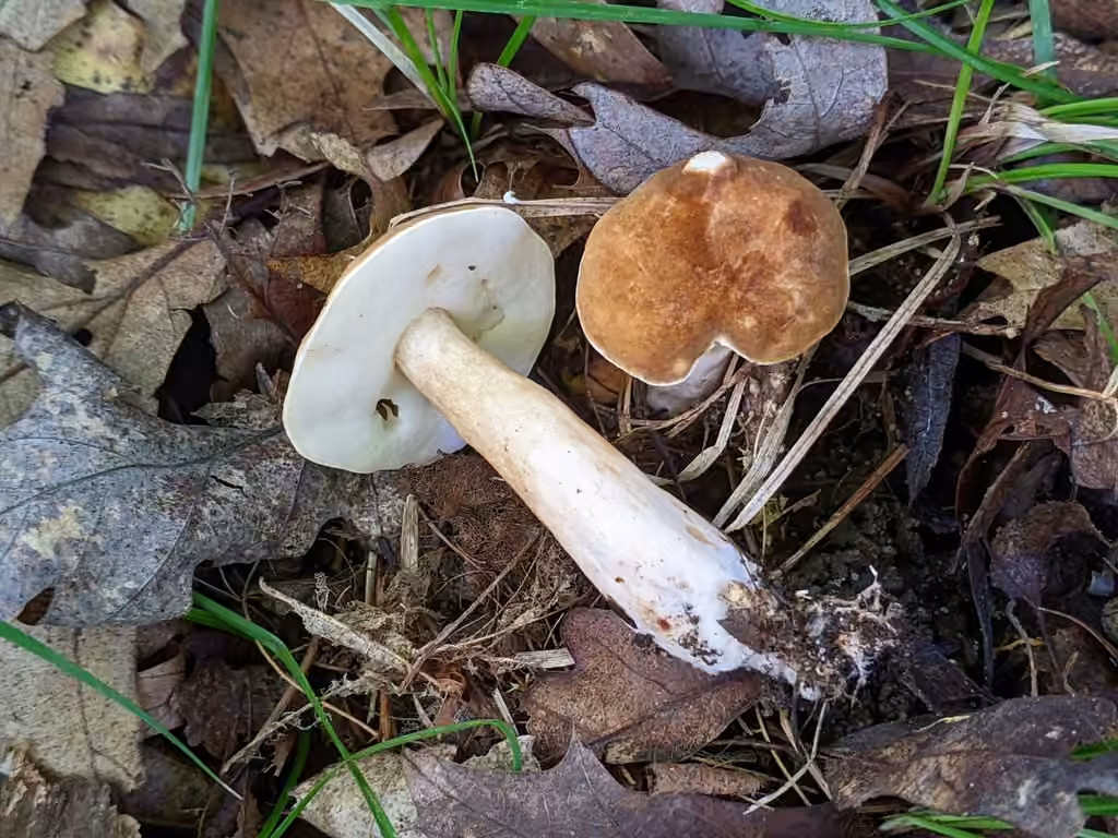 Gyroporus borealis, photo 2 sur 5