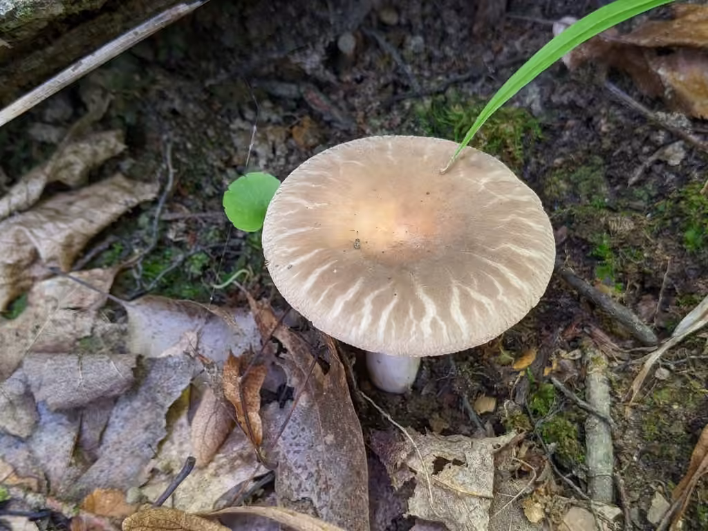 Russule croûteuse, photo 1 sur 5