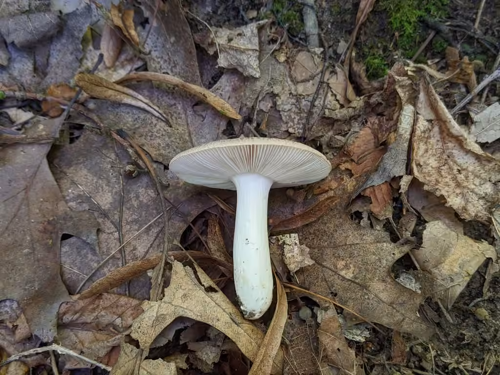 Russule croûteuse, photo 3 sur 5