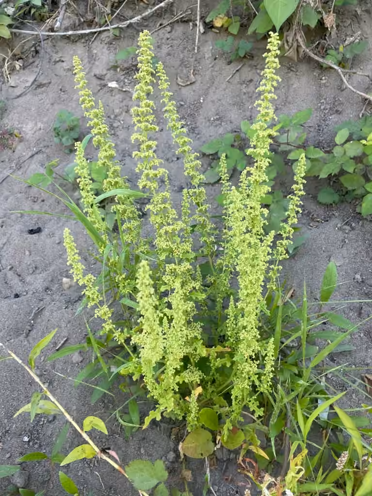 Chénopode botrys, photo 1 sur 5