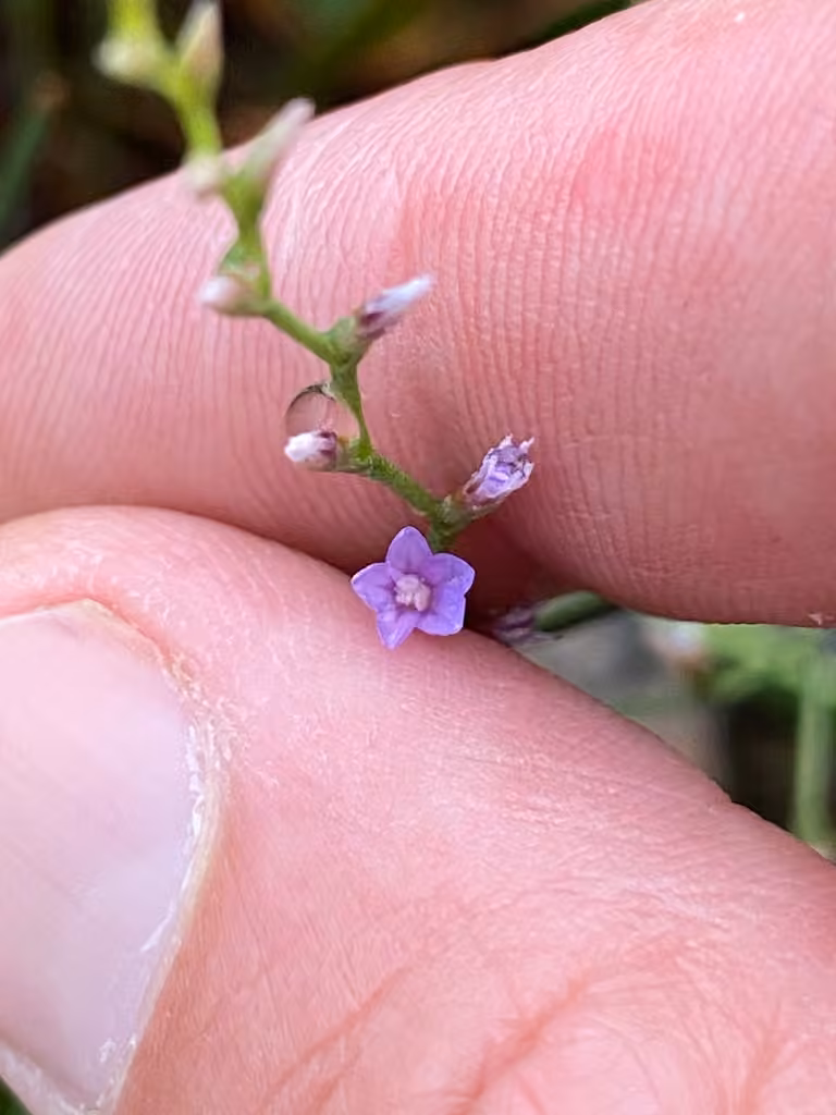 Limonium de Caroline, En boutons