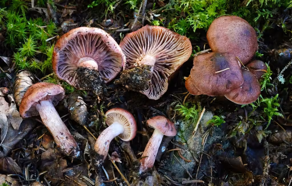 Hygrophore des chevreuils, photo 3 of 5
