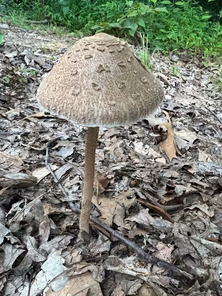 Myla's Parasol, photo 2 of 5