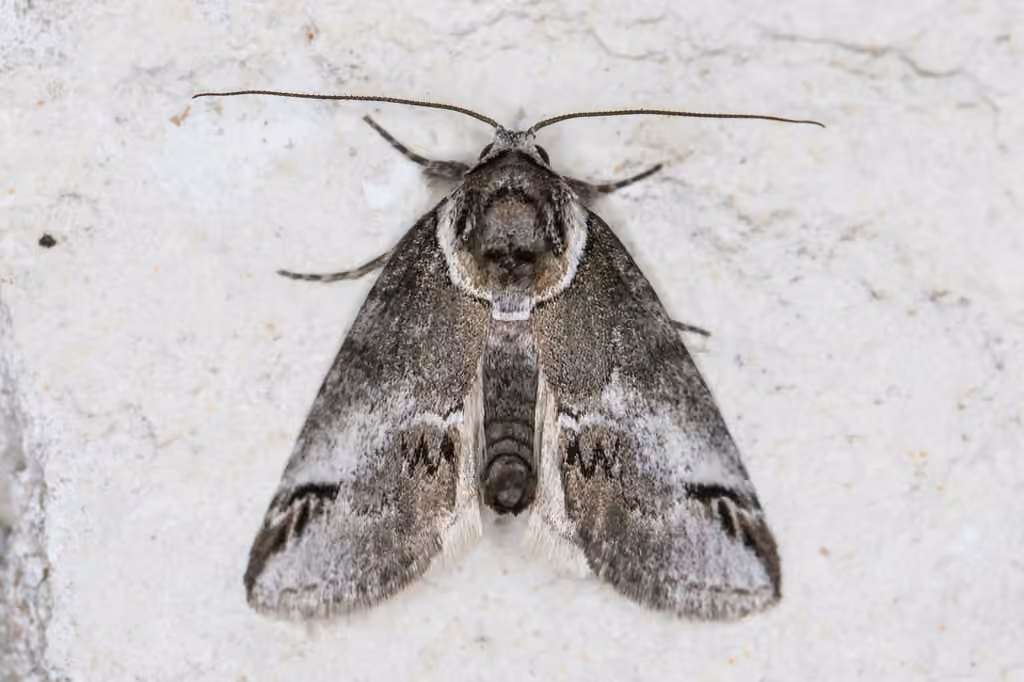 Small Baileya Moth, photo 1 of 5